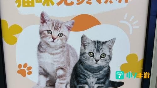 福利猫