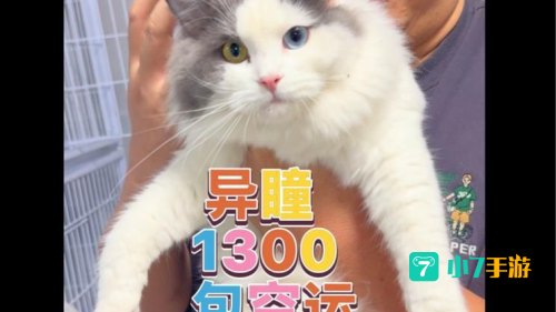 福利猫