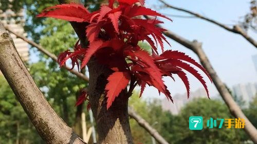 霜叶红于二月花是什么植物