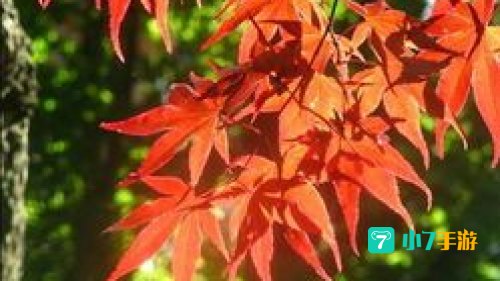 霜叶红于二月花是什么植物